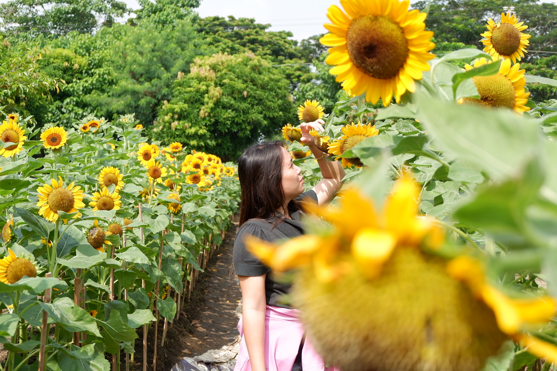 Sunflower Farm At Sanflora